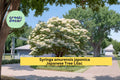 Japanese Tree Lilac Seeds, Syringa amurensis japonica, 10 Count, Fragrant White Flowers, Ornamental Flowering Tree