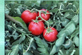 Tomato Seeds Ace 55 Heirloom Slicing Low Acid Solanum lycopersicum, 100mg