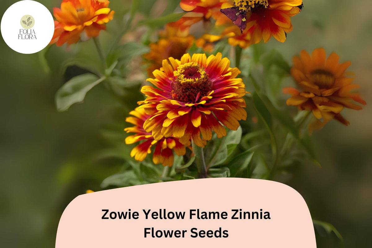 100+ Zowie Yellow Flame Zinnia Seeds – Bi-Color Orange-Red & Yellow Blooms, Zinnia elegans, Garden, Cut Flowers