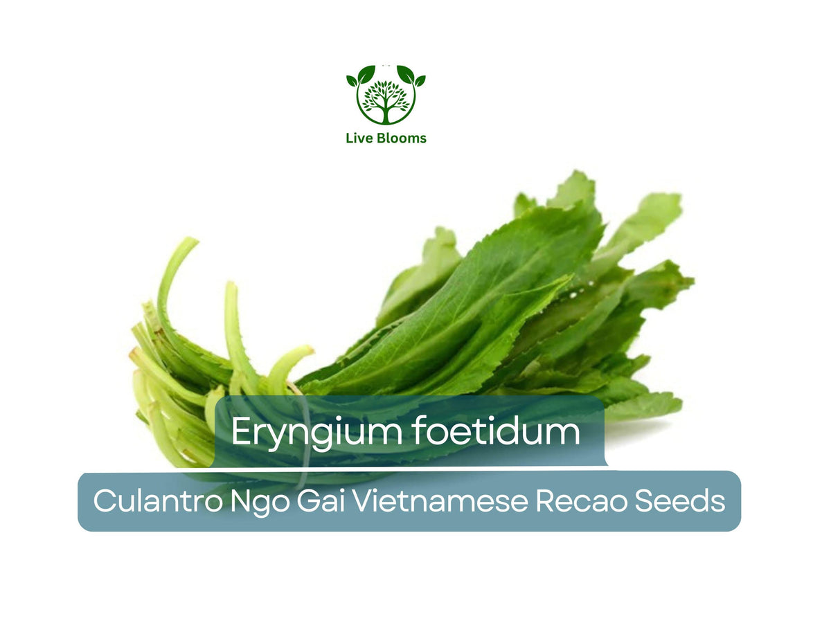 100 Seeds Culantro Ngo Gai Eryngium foetidum Vietnamese Recao Herb Seeds for Planting, Culinary & Garden Use