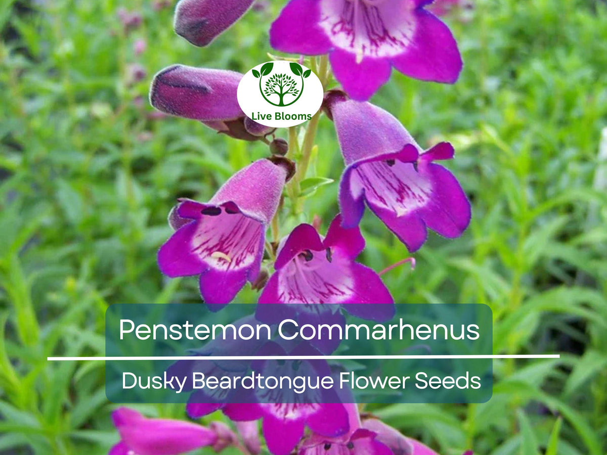 100 mg Penstemon Commarhenus Seeds, Dusky Beardtongue, Native Perennial Wildflower for Pollinator Gardens & Meadows