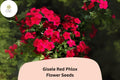 Gisele Red Phlox Seeds, Bright Scarlet-Red Annual Flower, Phlox drummondii, Vivid Border and Container Planting