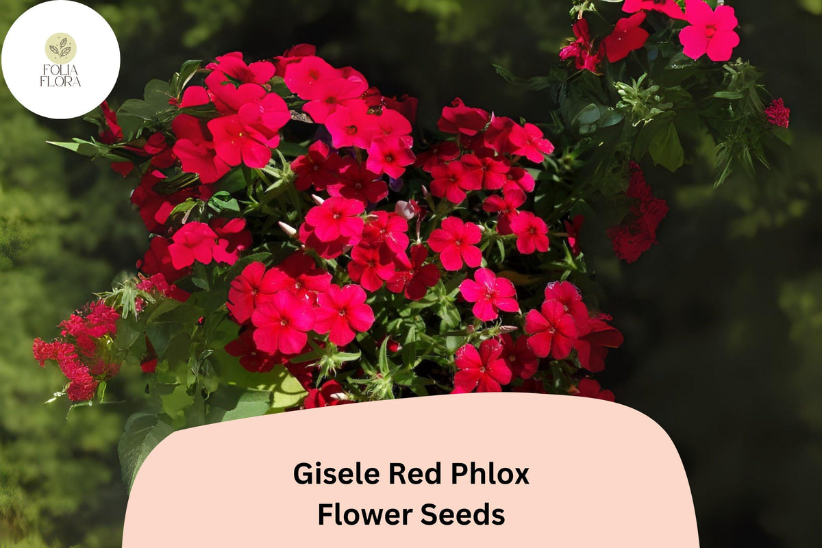 Gisele Red Phlox Seeds, Bright Scarlet-Red Annual Flower, Phlox drummondii, Vivid Border and Container Planting