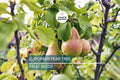 European Pear Tree Seeds Pyrus communis – Hardy Fruit & Ornamental Tree, White Spring Blossoms, USDA Zones 5-8
