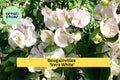 Bougainvillea ‘Vera White’ Live Starter Plug Plant – Tropical White Flower Vine, Fast-Growing Climber, USDA Zones 9–11