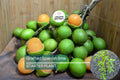 Grafted Spanish Lime Tree 12-24 Inches | Mamoncillo, Genip, Quenepa | Tropical Fruit Tree for Garden & Patio