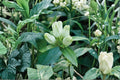 Cream Gentian Seeds – Gentiana flavida Native Wildflower for Pollinator Gardens, Woodland & Meadow Plantings, 100 Seeds