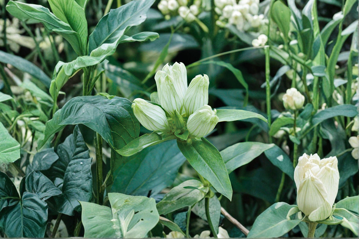 Cream Gentian Seeds – Gentiana flavida Native Wildflower for Pollinator Gardens, Woodland & Meadow Plantings, 100 Seeds