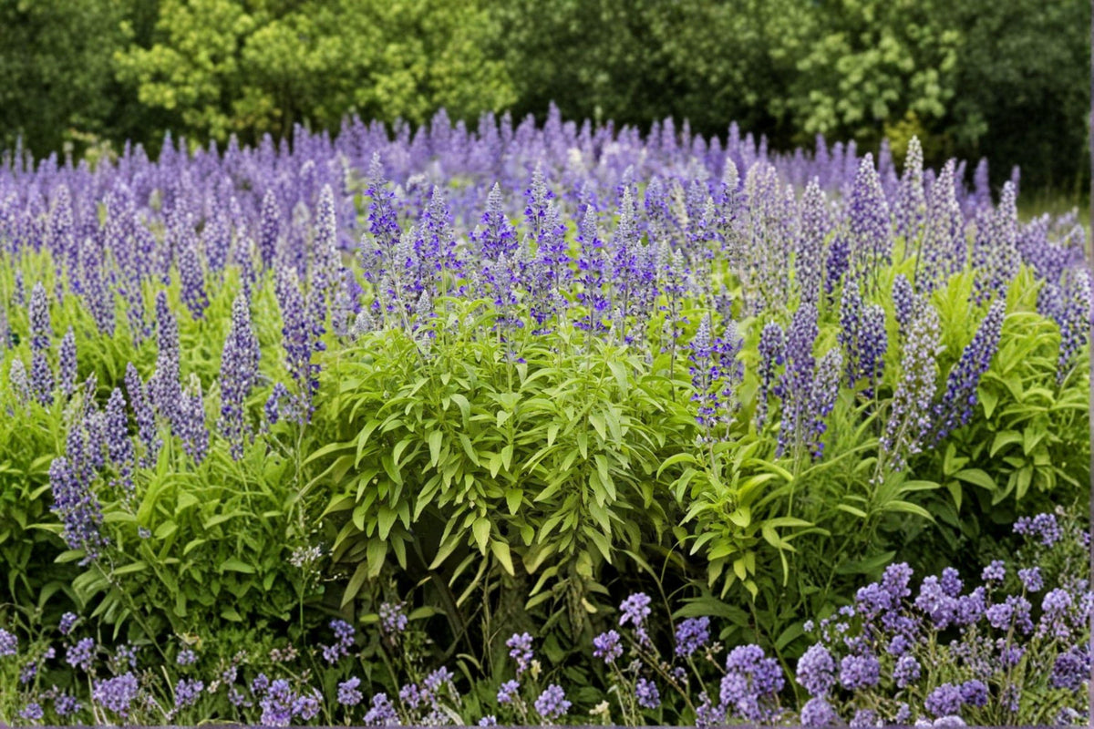 Blue Sage Seeds – Salvia farinacea, Perennial Native Plant, Long Bloom Season, Nectar-Rich Blue Flowers, Pollinator Attractant, 100 Seeds