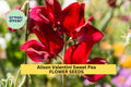 Alison Valentini Sweet Pea Seeds – Lavender Fragrant Climbing Vines for Gardens & Bouquets – Lathyrus odoratus, 50+ Seeds