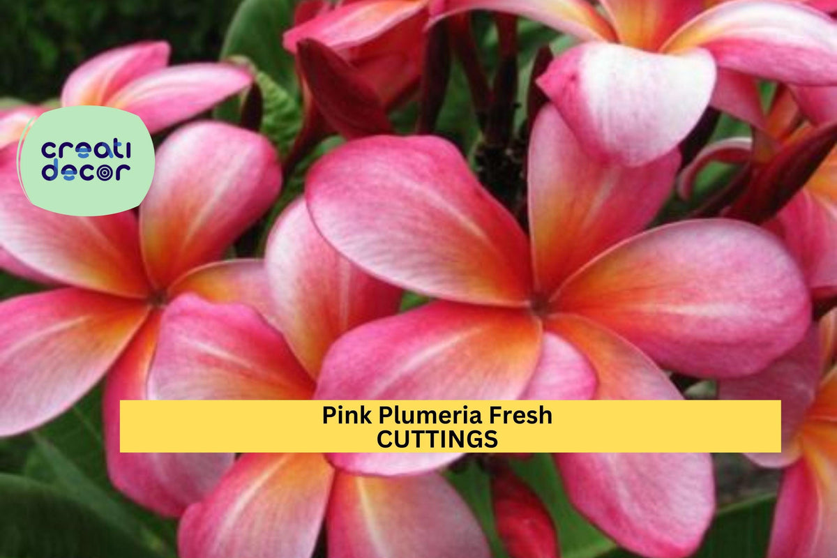 25 Pink Plumeria Cuttings – Unrooted 10" Single-Head Stem Propagation Material for Tropical Gardens & Landscaping