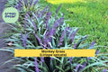 Monkey Grass Bare Root Plants – Big Blue Clumping Ground Cover for Borders, Pathways, Shaded Gardens, Zones 5–10
