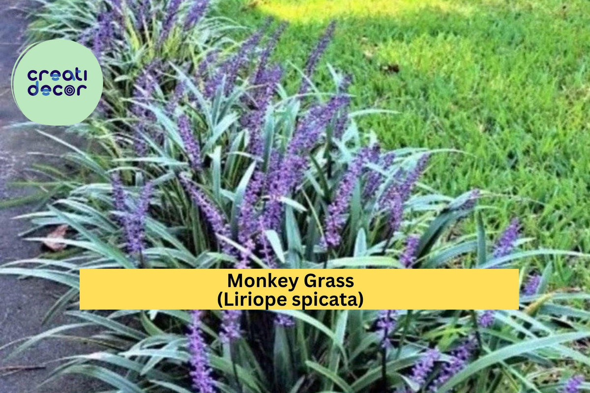 Monkey Grass Bare Root Plants – Big Blue Clumping Ground Cover for Borders, Pathways, Shaded Gardens, Zones 5–10