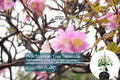 Pink Trumpet Tree Live Plant | 8-12" Starter | Vibrant Pink Flowers | Tabebuia heterophylla | Ornamental Tropical Tree