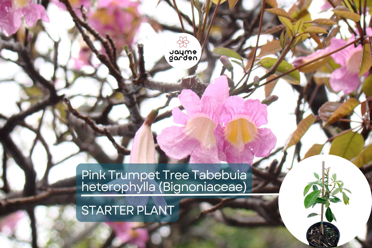 Pink Trumpet Tree Live Plant | 8-12" Starter | Vibrant Pink Flowers | Tabebuia heterophylla | Ornamental Tropical Tree