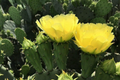 Hardy Opuntia Cacanapa Prickly Pear Cactus Cuttings – Drought-Tolerant, Winter-Resistant, Edible Nopales, 2 Pads for Gardening
