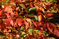 8 Sassafras Tree Cuttings | Grow Your Own Tree | Easy Rooting, Colorful Fall Foliage | Sassafras albidum