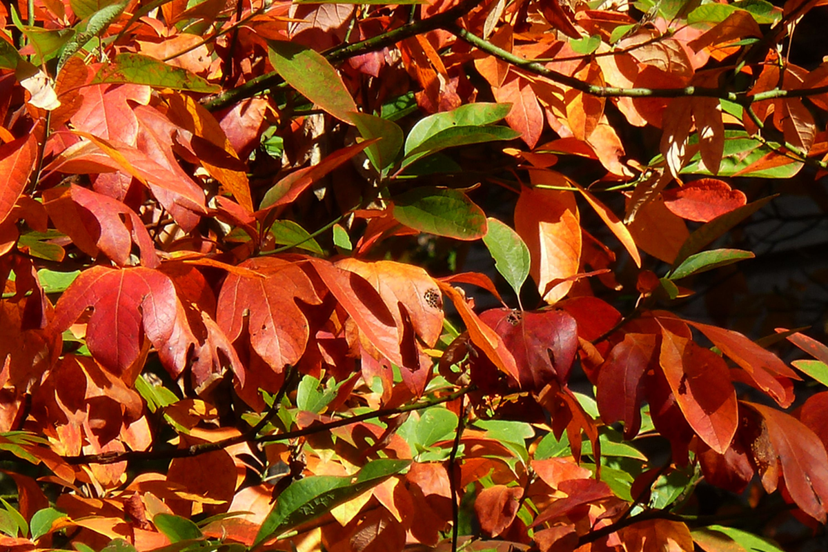 8 Sassafras Tree Cuttings | Grow Your Own Tree | Easy Rooting, Colorful Fall Foliage | Sassafras albidum