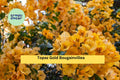 Topaz Gold Bougainvillea Live Starter Plant, Flowering Vine, Golden Yellow Bracts, Bougainvillea spp.