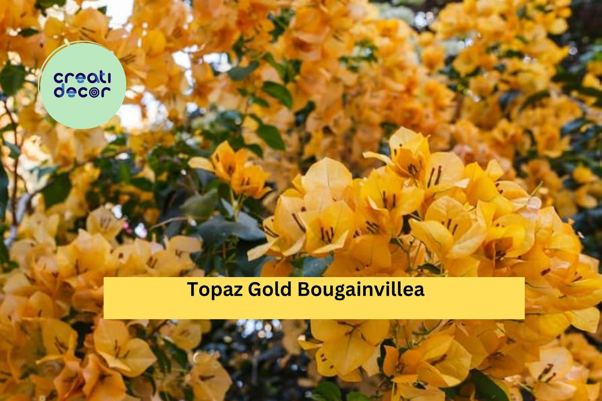 Topaz Gold Bougainvillea Live Starter Plant, Flowering Vine, Golden Yellow Bracts, Bougainvillea spp.