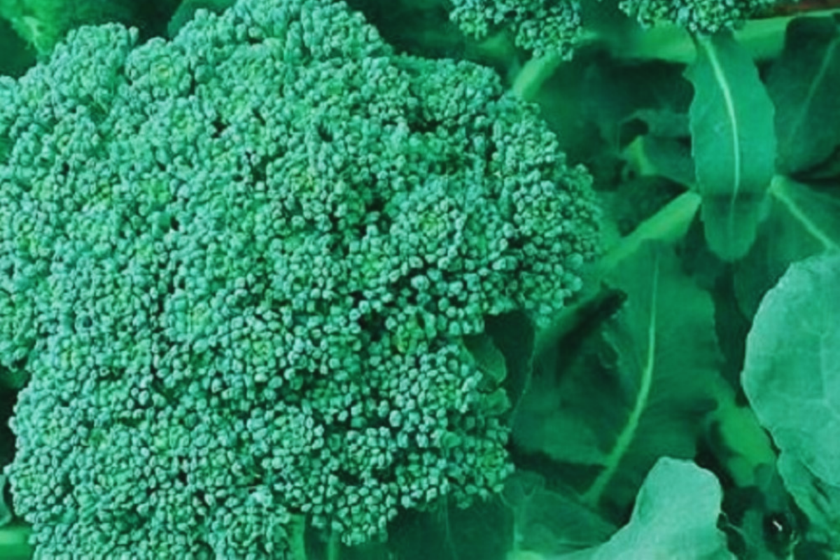 Broccoli Sprouting Seeds - Non-GMO Brassica oleracea var. italica for Indoor & Outdoor Growing, 100g Pack