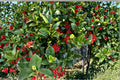 Ilex cornuta Chinese Holly Seeds – Evergreen Shrub with Red Berries, Glossy Spiny Leaves, Drought Tolerant, Wildlife-Friendly, 25 Seeds