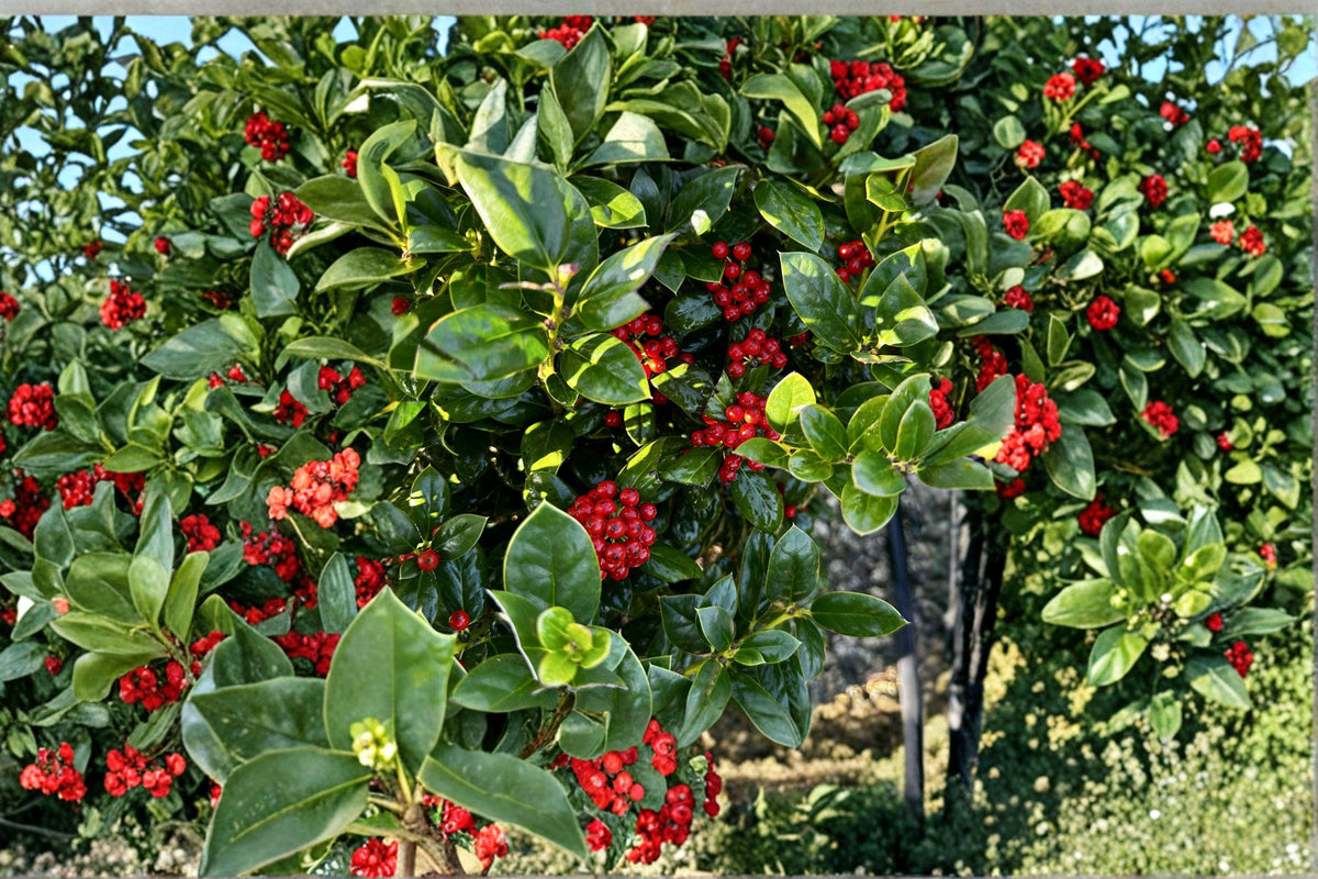 Ilex cornuta Chinese Holly Seeds – Evergreen Shrub with Red Berries, Glossy Spiny Leaves, Drought Tolerant, Wildlife-Friendly, 25 Seeds