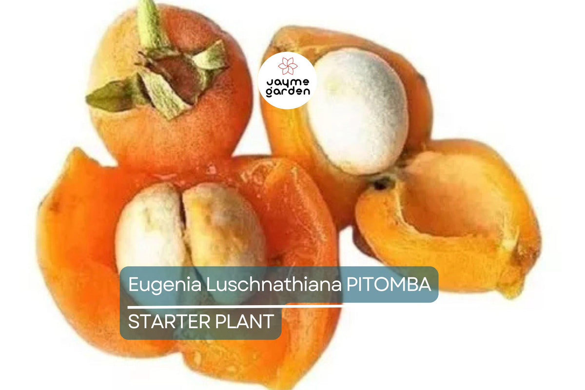 Eugenia Luschnathiana Pitomba Starter Plant – Tropical Fruit Tree with Aromatic Apricot-Like Fruit in Pot