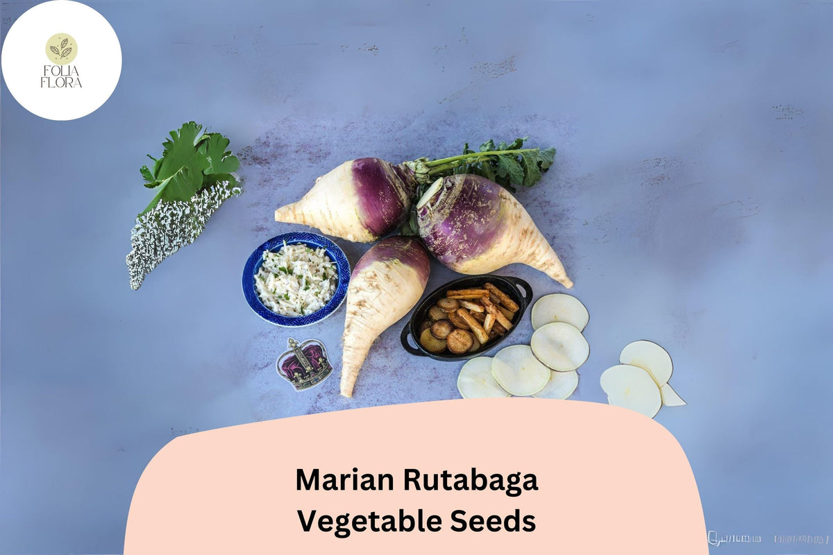 Heirloom Rutabaga Seeds 500+ Brassica napobrassica Purple Top Root Vegetable for Garden Planting