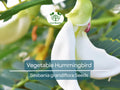 Vegetable Hummingbird Tree Seeds, Agati Flower, Edible, Fast-Growing Tropical Plant, Pollinator-Friendly, Sesbania grandiflora, 20 Seeds