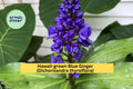 Blue Ginger Plant Cuttings – 3 Count Tropical Hawaii-Grown Dichorisandra thyrsiflora for Shade Gardens & Containers