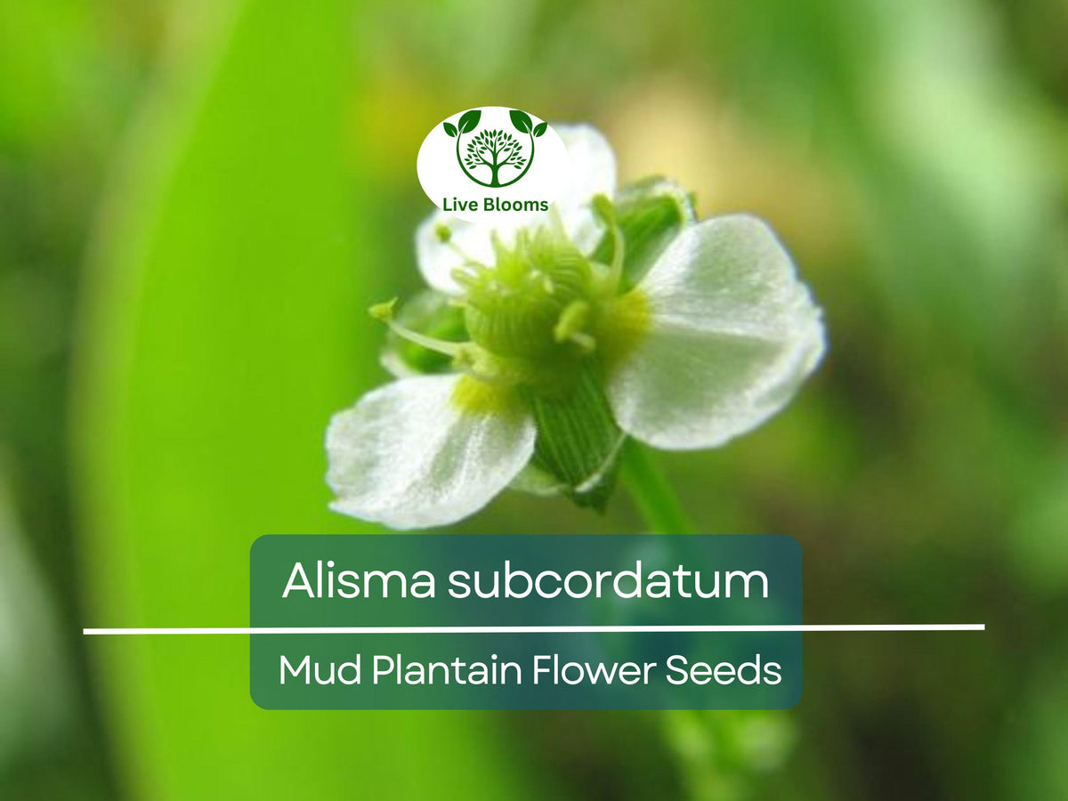 250 mg Alisma subcordatum Seeds | Native Aquatic Perennial for Ponds, Wetlands & Wildlife Habitats