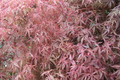 Japanese Maple Kotohime Cutting for Bonsai | Acer palmatum Var. | Hardy Zone 8a | Miniature Tree Starter Plant
