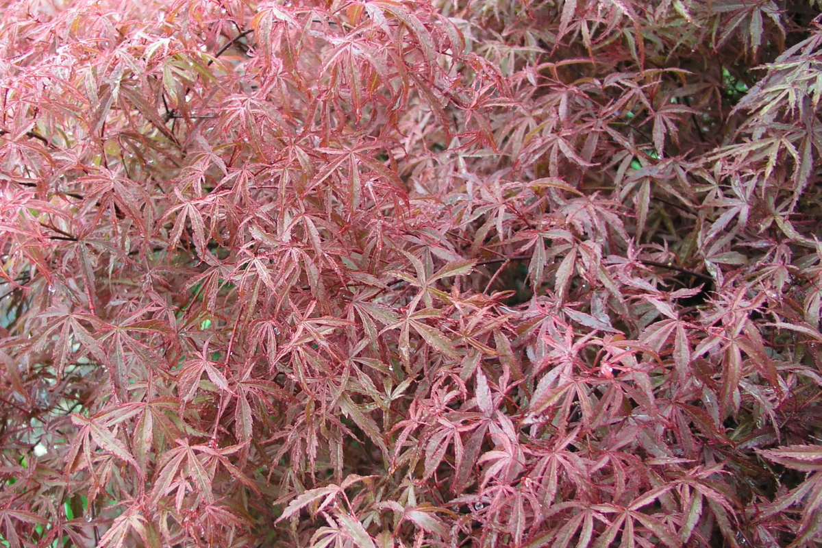 Japanese Maple Kotohime Cutting for Bonsai | Acer palmatum Var. | Hardy Zone 8a | Miniature Tree Starter Plant