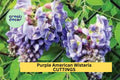 5 Purple American Wisteria Cuttings – Wisteria frutescens Native Climbing Vine, Fragrant Purple Flowers, Unrooted Hardwood Stems