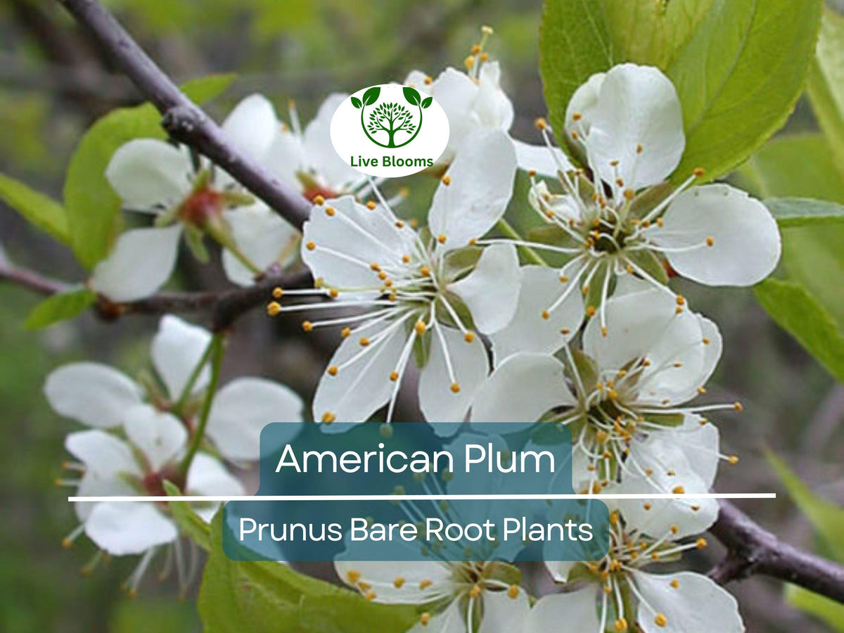 10 American Plum Tree Saplings – Native Bare Root Plants for Wildlife, Edible Landscaping, Prunus americana