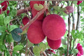 Malaysia Red Jackfruit Seeds – Artocarpus heterophyllus Fruit Tree Seeds for Tropical Gardens, Large Fruit, Evergreen Foliage