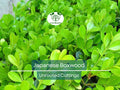12 Japanese Boxwood Unrooted Cuttings | Buxus microphylla for Hedge, Evergreen Shrub, Garden Privacy Screen