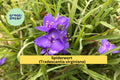 Spiderwort Plants Set of 25 Bare Root Rhizomes | Tradescantia virginiana Purple Perennial Flowers