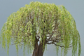 Green Weeping Willow Bonsai Tree Cutting | Thick Trunk | Fast Growing & Easy DIY Gift | Indoor Outdoor Bonsai Starter Plant