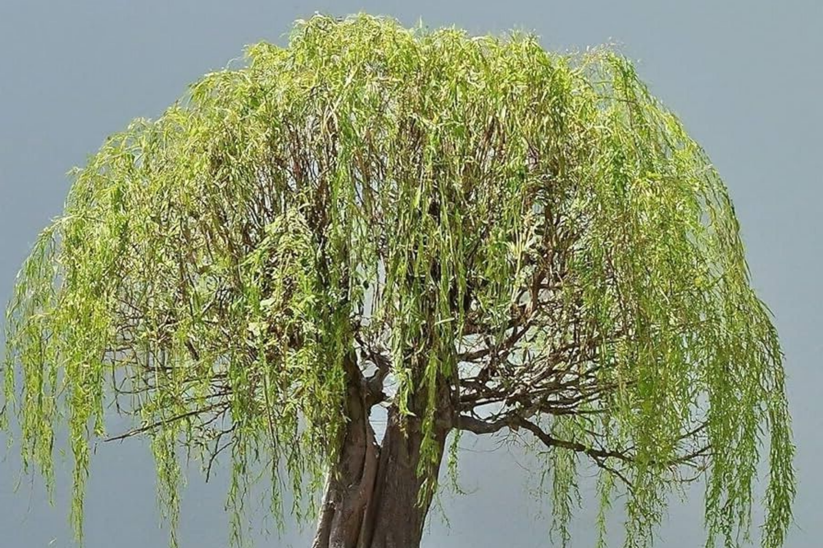 Green Weeping Willow Bonsai Tree Cutting | Thick Trunk | Fast Growing & Easy DIY Gift | Indoor Outdoor Bonsai Starter Plant