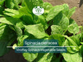Viroflay Spinach Seeds 1g Heirloom Spinacia oleracea for Gardening, Fresh Harvests, Salad, Sautéing