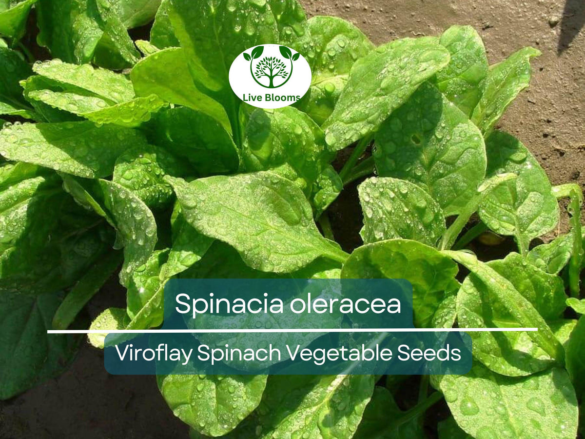 Viroflay Spinach Seeds 1g Heirloom Spinacia oleracea for Gardening, Fresh Harvests, Salad, Sautéing