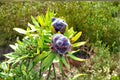 Leucadendron pubescens Seeds – Rare South African Evergreen Shrub, Drought Tolerant, Protea Family, Collector Seeds