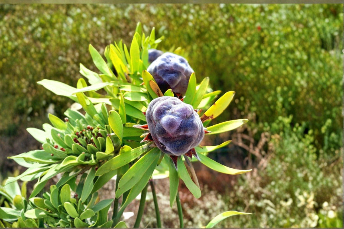 Leucadendron pubescens Seeds – Rare South African Evergreen Shrub, Drought Tolerant, Protea Family, Collector Seeds