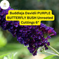 Purple Butterfly Bush Cuttings - 7 Live Unrooted 6” Propagation Shrubs, Fragrant, Pollinator-Friendly, Fast-Growing Buddleja Davidii