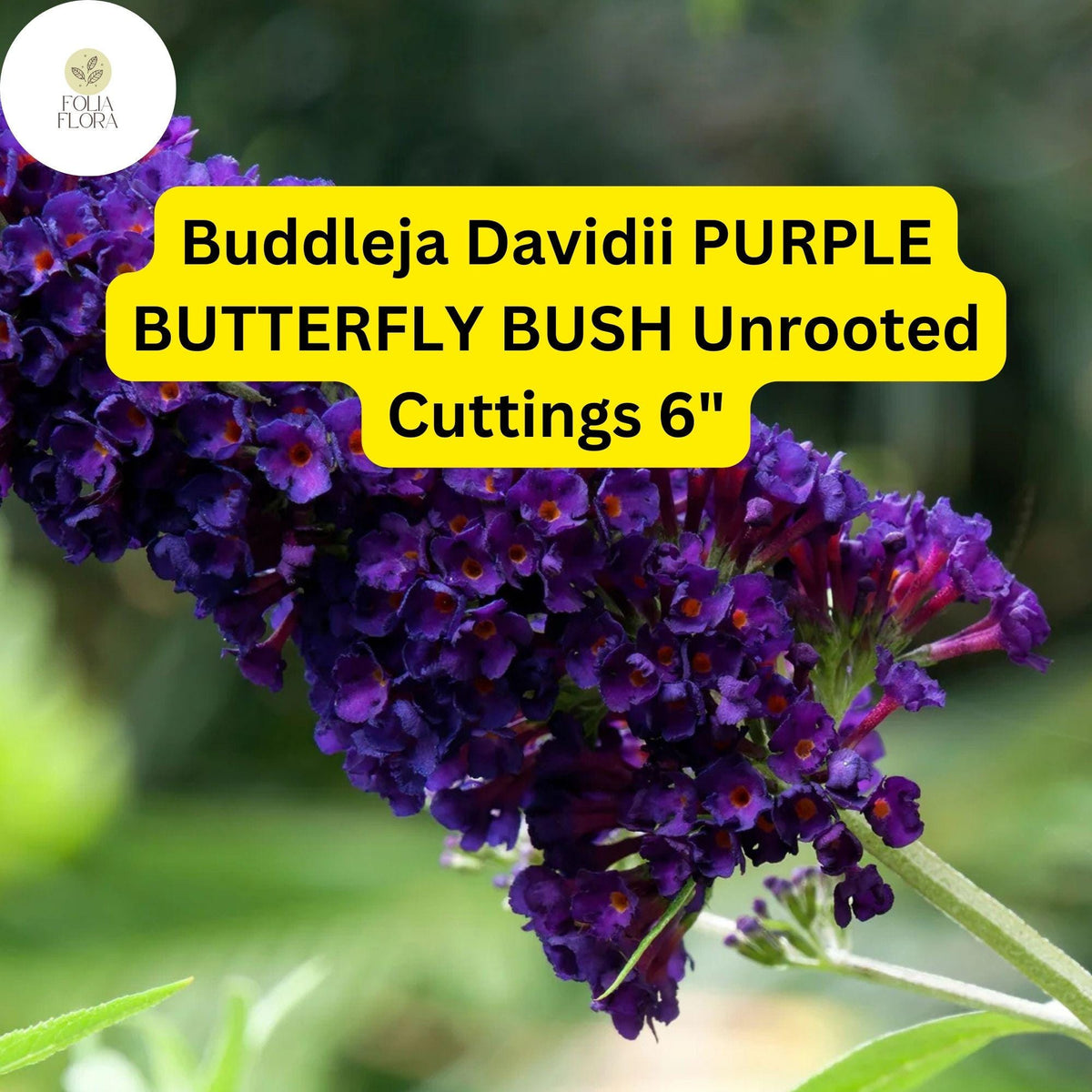 Purple Butterfly Bush Cuttings - 7 Live Unrooted 6” Propagation Shrubs, Fragrant, Pollinator-Friendly, Fast-Growing Buddleja Davidii