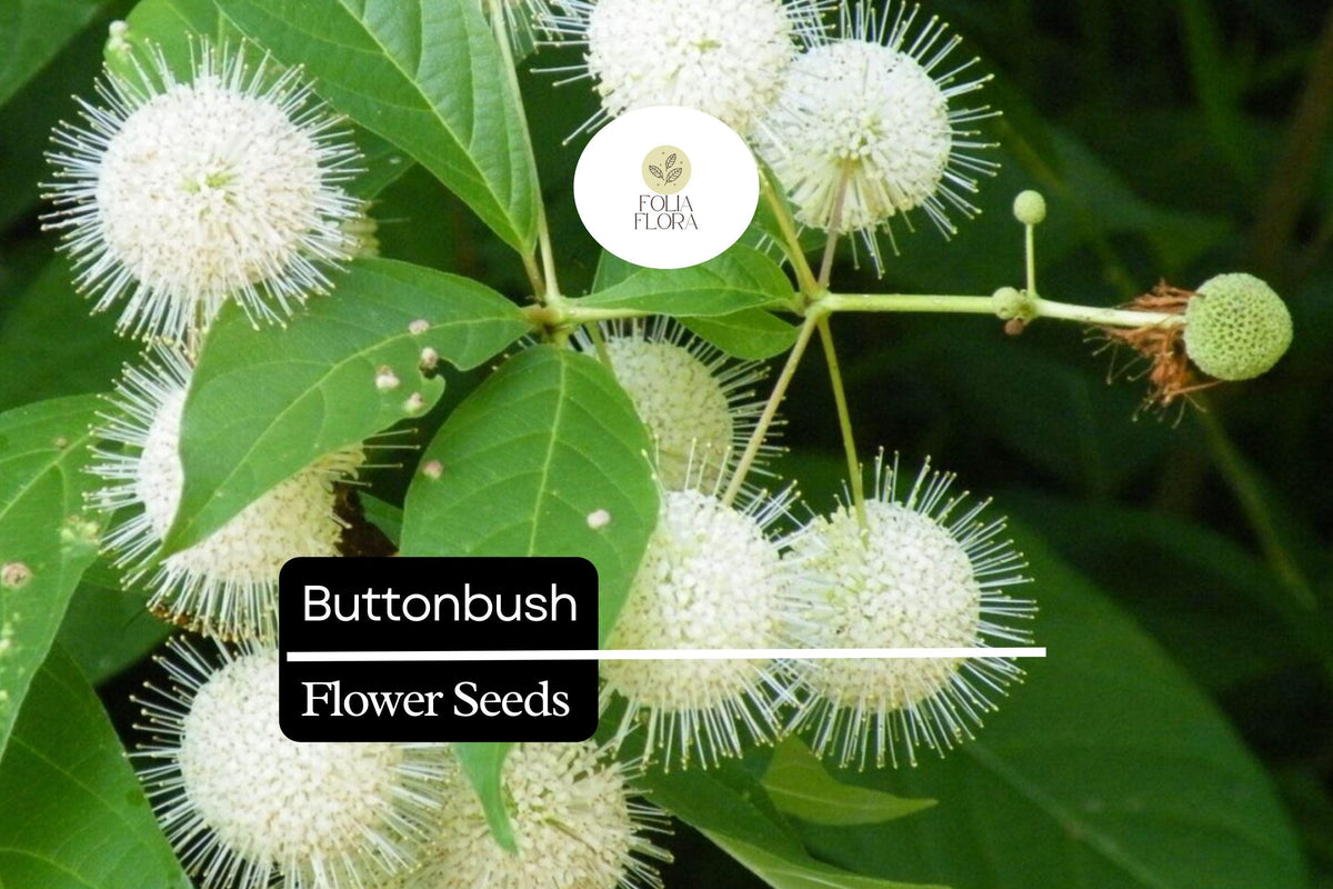 25 Button Bush Seeds | Cephalanthus occidentalis Native Wetland Shrub for Bees, Butterflies & Wildlife