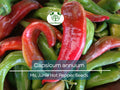 Hot Pepper Seeds – Ms. Junie Heirloom Capsicum annuum for Gardening, Cooking & Spicy Harvest