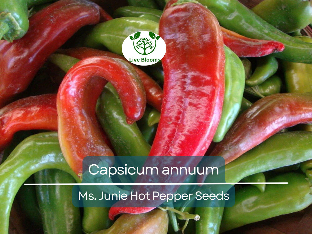 Hot Pepper Seeds – Ms. Junie Heirloom Capsicum annuum for Gardening, Cooking & Spicy Harvest